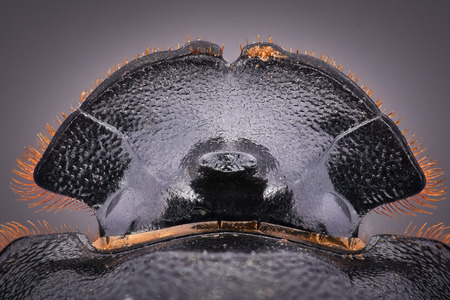 Extreme magnification - Dung Beetle, Copris lunarisの写真素材