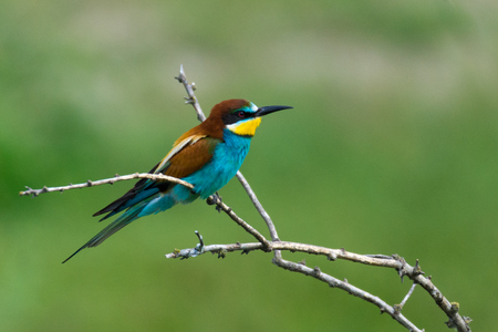 European Bee Eater, Meropidae