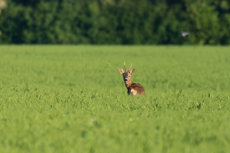 A young deer stag on a fieldの写真素材