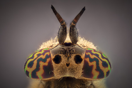 Extreme magnification - Horsefly under the microscopeの写真素材
