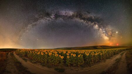 Milky way over the sunflower field