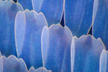 Extreme magnification - Butterfly wingm Blue morpho (morpho peleid) wing, 100: 1 magnification