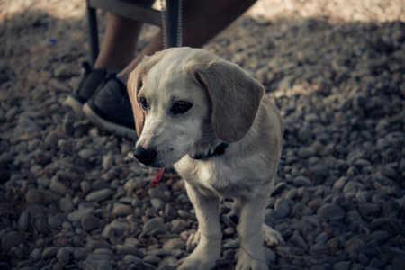 dog at the beach