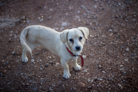 stray white dog puppy labrador  looking sad abandoned at a village dirt road
