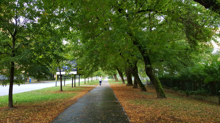 green trees and a pavement path between them with dead leaves and people walkingの写真素材