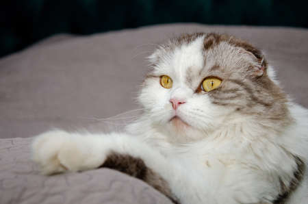 Scottish (highland) fold cat on the bed looks into the distance with outstretched paw.の写真素材