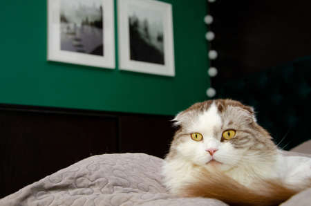 Scottish fold cat in the bedroom on the bed looks into the distance.の写真素材