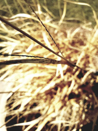 Dry grass on a spring dayの写真素材