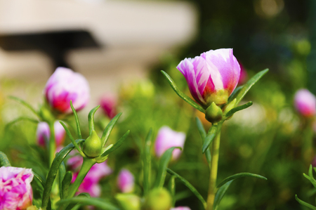 Small Pink Flowersの写真素材