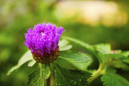 Small Purple Flowerの写真素材