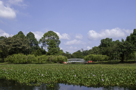Pond Full of Liliesの写真素材