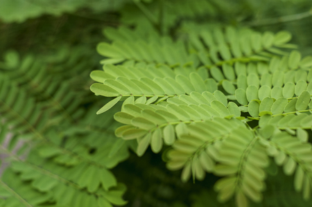 Small Green Leavesの写真素材