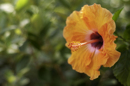 Orange Flower Close-upの写真素材