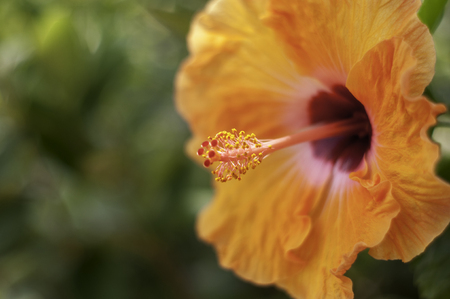 Orange Flower Macroの写真素材