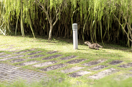 Otter in the Park Groundsの写真素材