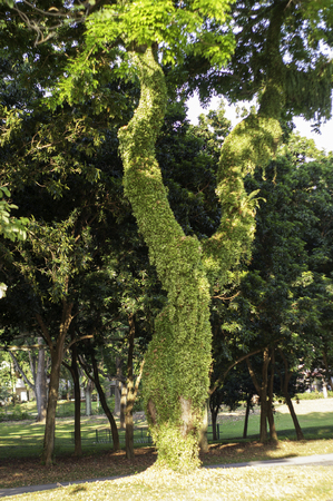 Tree Wrapped with Small Plantsの写真素材