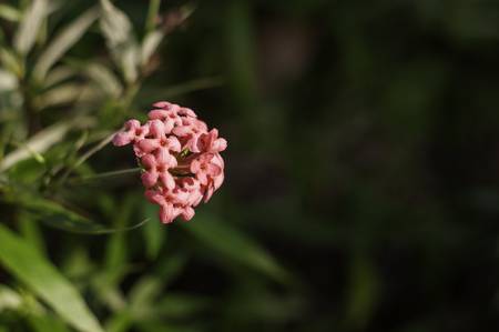 Small Pink Flowers in a Bunchの写真素材