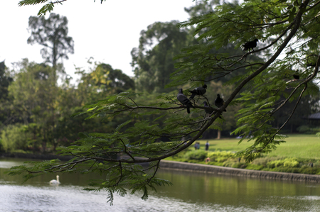 Pigeons Hanging in the Tree Branchの写真素材