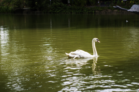White Swan Swimming in Artificial Pondの写真素材
