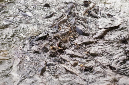 Catfish in the Pond Feedingの写真素材