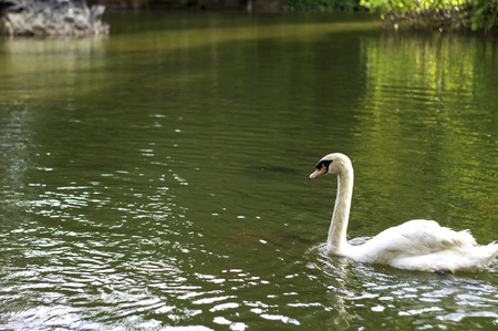 White Swan Swimming in Artificial Pondの写真素材