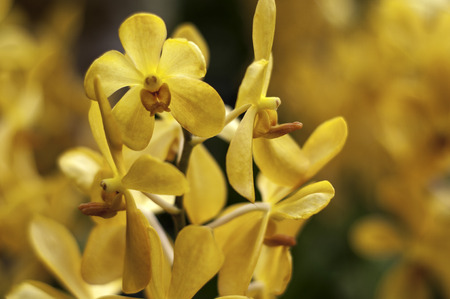 Orange Orchid Flowersの写真素材