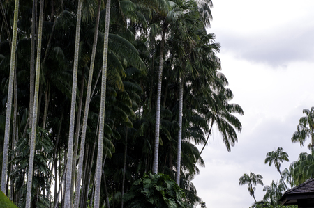 Palm Trees in the Parkの写真素材