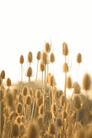 creative photography of a country field sunsetの写真素材