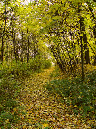 Maple alley with the fallen yellow leaves in cloudy weather in in a forestの写真素材