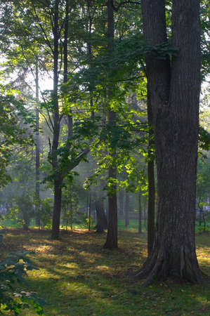 The sun appearing through through a fog in a maple groveの写真素材