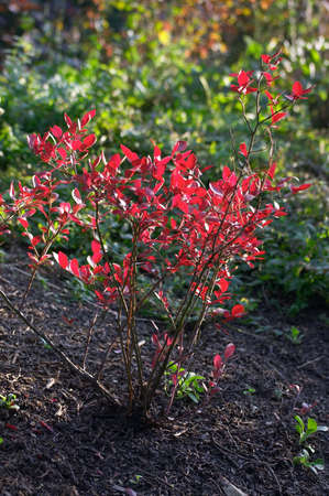Bush with red leaves growing on a hillの写真素材