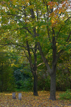 Maples with yellow, green and fallen down leaves surrounded by trees in an autumn sunny dayの写真素材