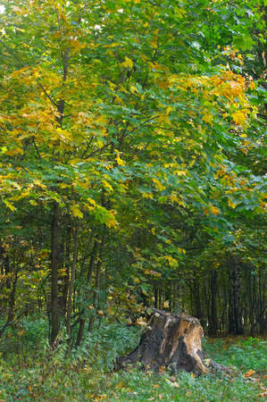 Young maples with yellow and green foliage a decrepit mouldering stub, in cloudy autumn dayの写真素材