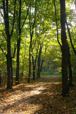 Maple avenue a path a sunny day fallen down leavesの写真素材