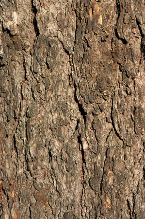 Bark of a tree of a larch in a sunlightの写真素材