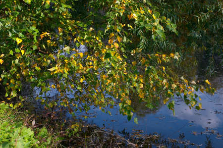 Branch of a birch on coast of lake in autumn solar September dayの写真素材