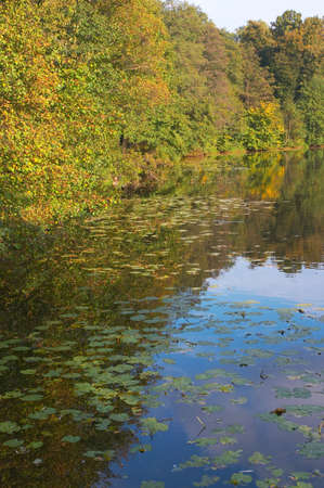 Autumn wood around of lake in a sunny day of Septemberの写真素材