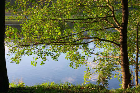 Branches of an alder growing on coast of lakeの写真素材