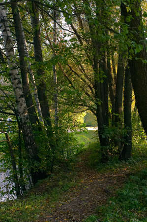 Path between birches and lindens on coastの写真素材