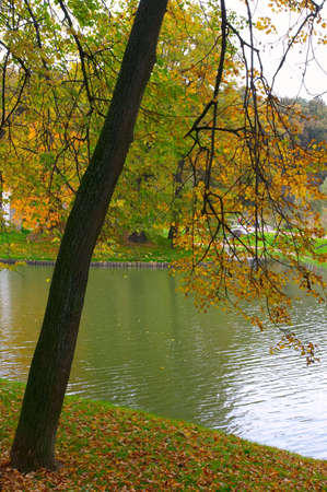 Linden with yellow leaves on coast of a pond with green water in parkの写真素材