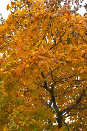Autumn a maple red leaves are yellowの写真素材