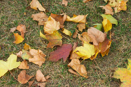 Red and yellow leaves of a maple and linden fallen to a grassの写真素材