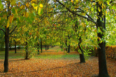Linden alley in autumn park lighted with the evening sunの写真素材