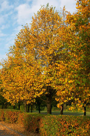 Linden alley in autumn park lighted with the evening sun.の写真素材