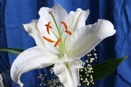 White lily on a blue backgroundの写真素材