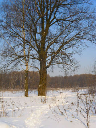 Oak and birch in a snow field on a background of a forestの写真素材
