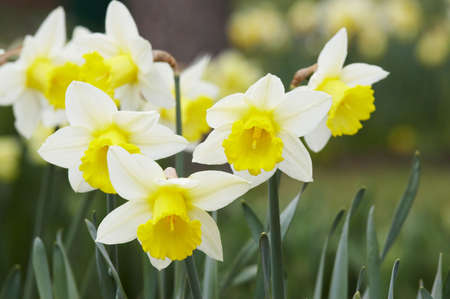 Narcissuses on growing on a bedの写真素材
