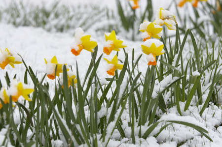 Narcissuses fallen asleep by last snow of leaving winter の写真素材