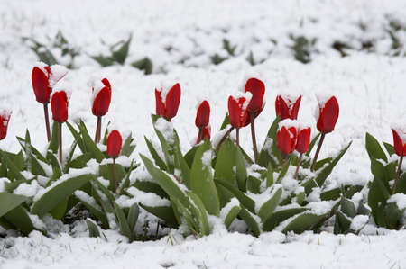 Tulips fallen asleep by last snow of leaving winter の写真素材