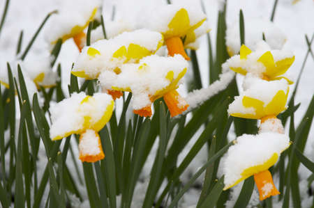 Narcissuses fallen asleep by last snow of leaving winter の写真素材
